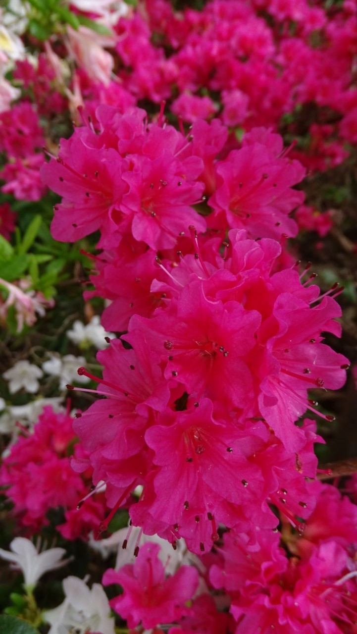 'Kazuko'
